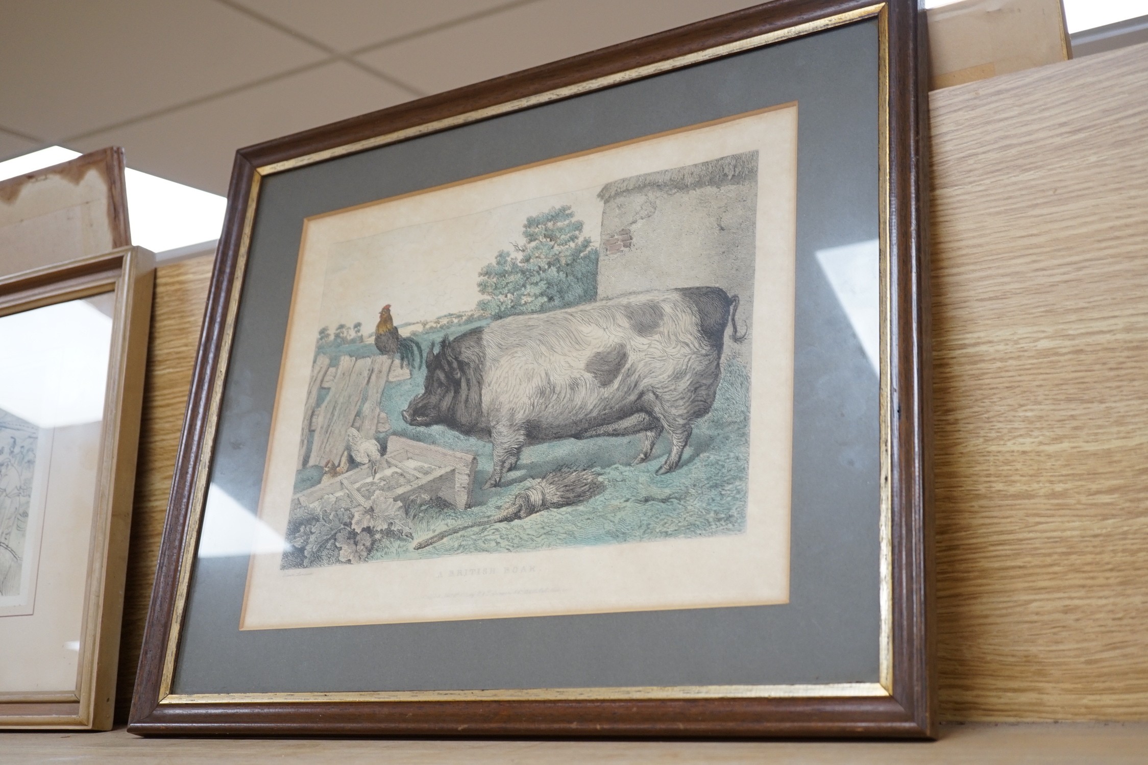 F. Barry, watercolour, Study of a rabbit, signed, 13 x 20cm and a late Victorian coloured engraving of a British Boar